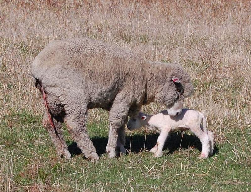 Photo 31 Newborn lamb